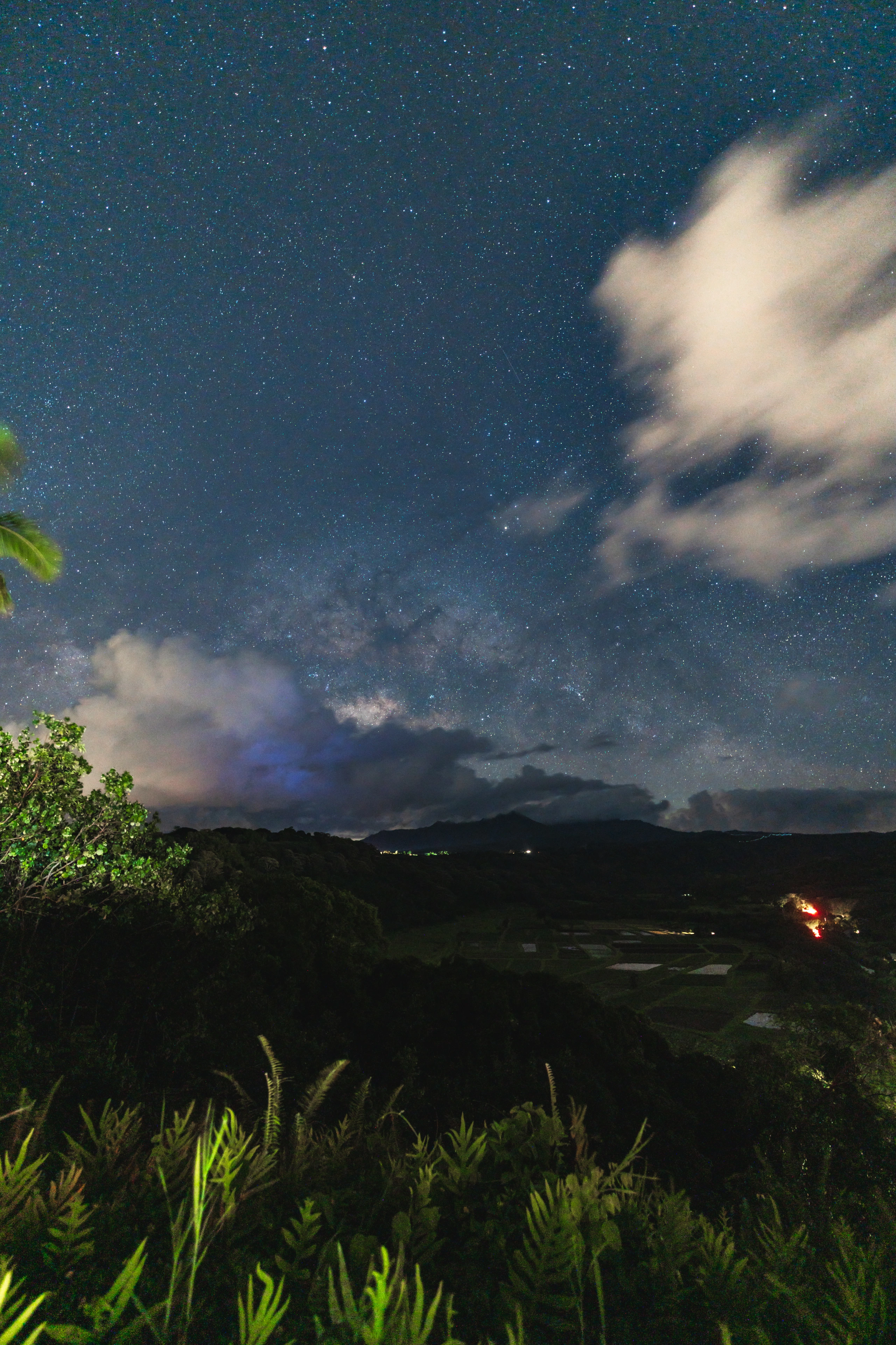 A palm tree beneath the Milky Way in Hanalei