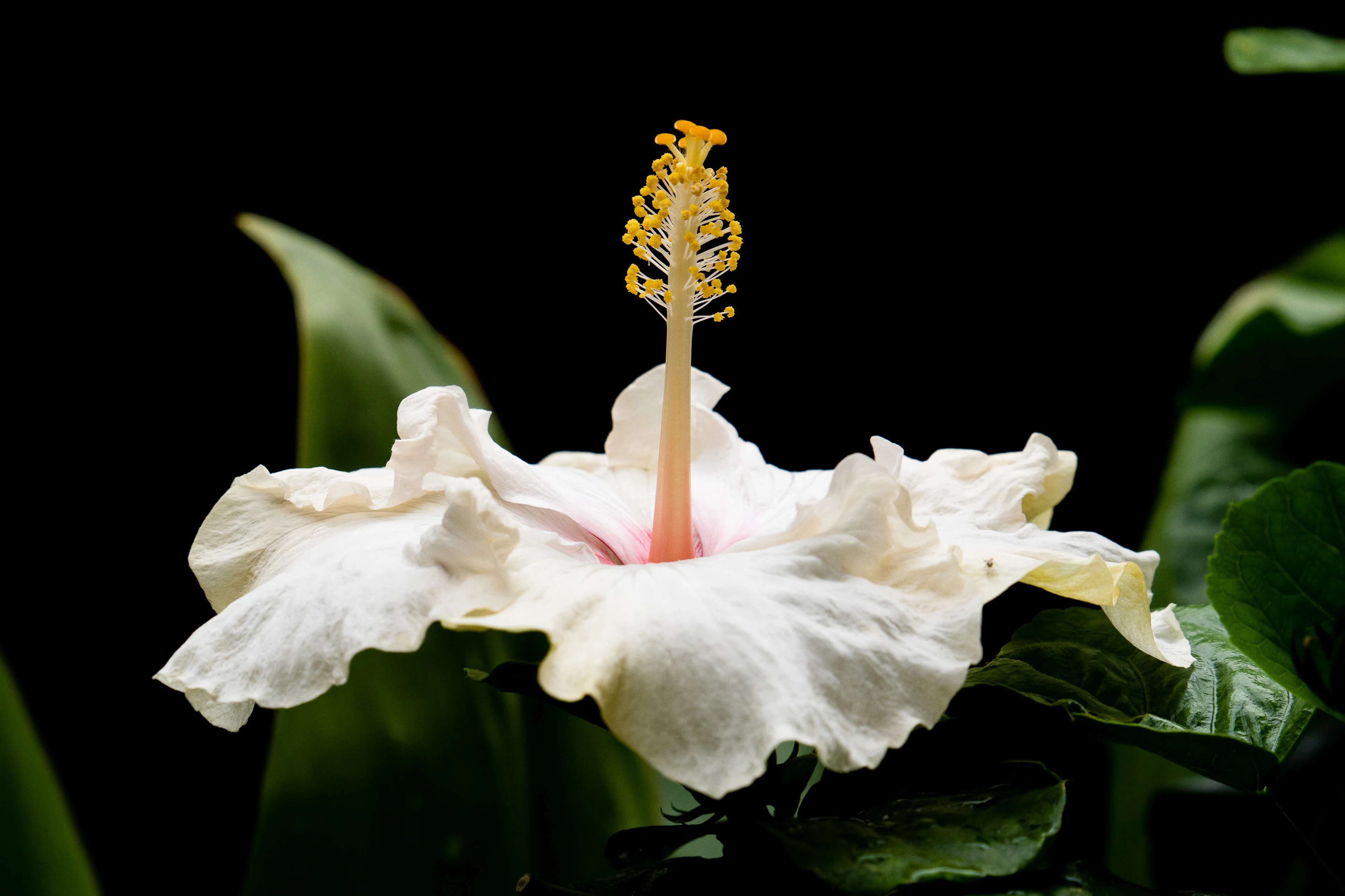 A white hibiscus flower against a dark background