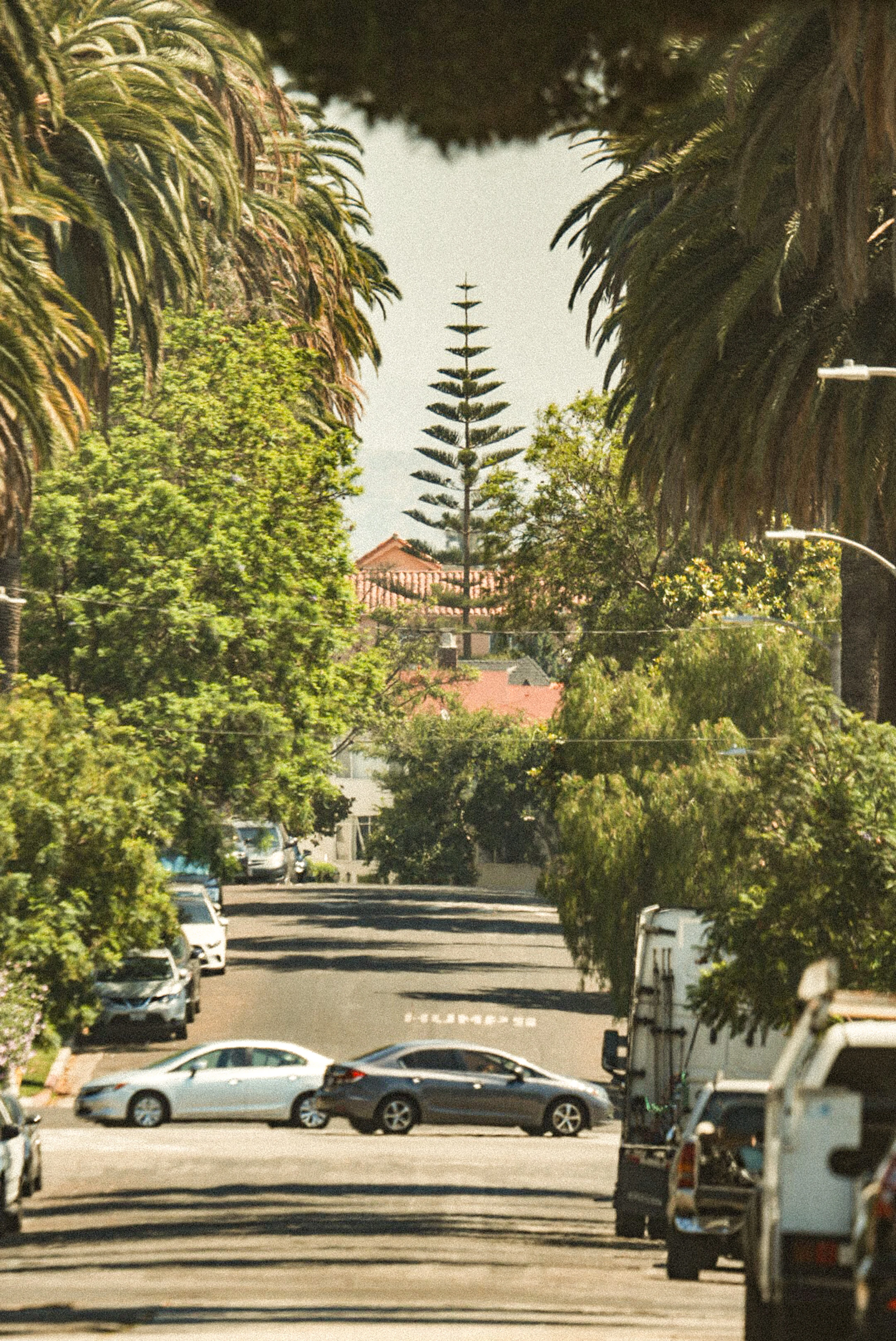 A palm-lined residential street in Hollywood