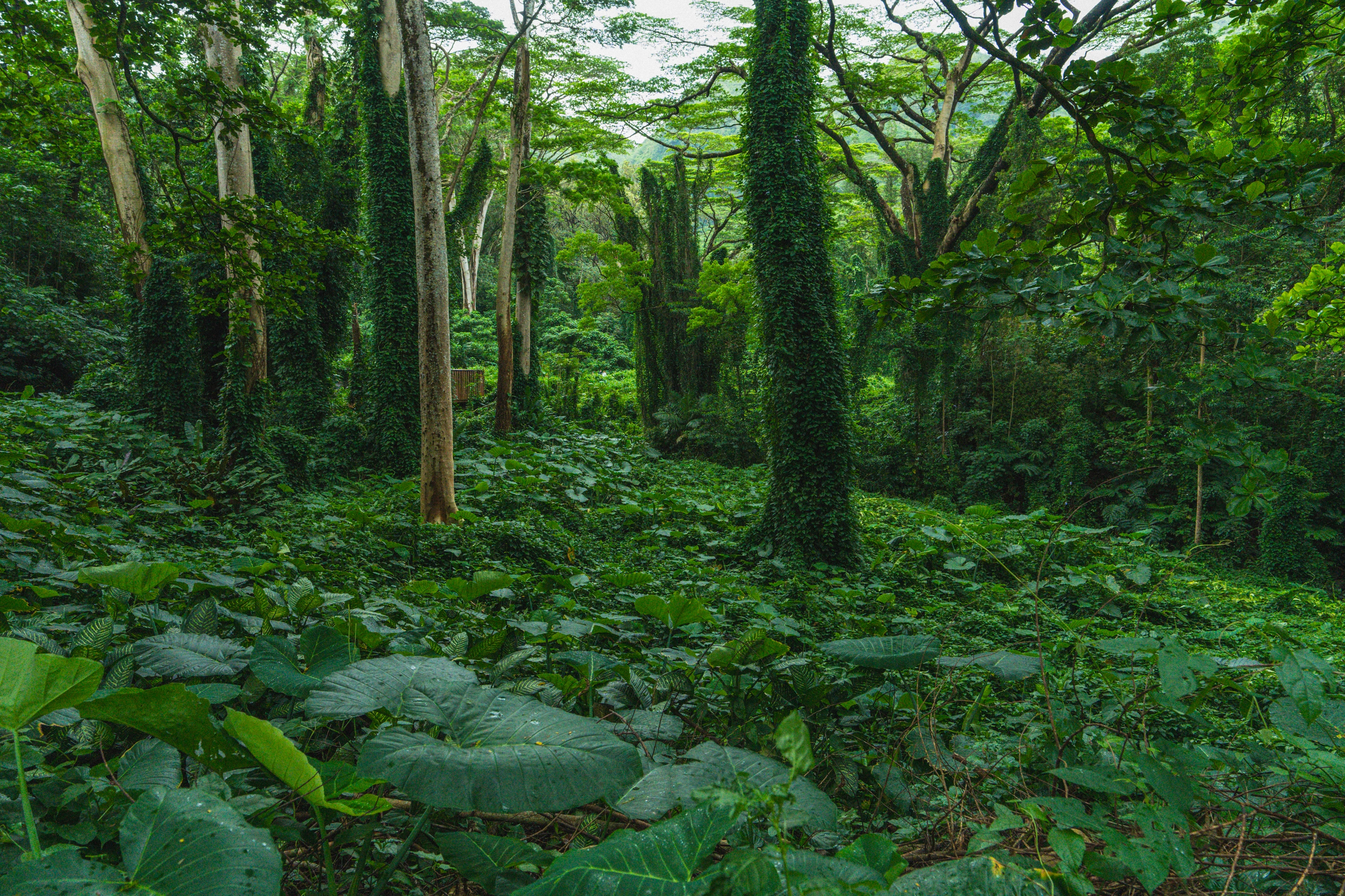 Dense green tropical forest in Mānoa