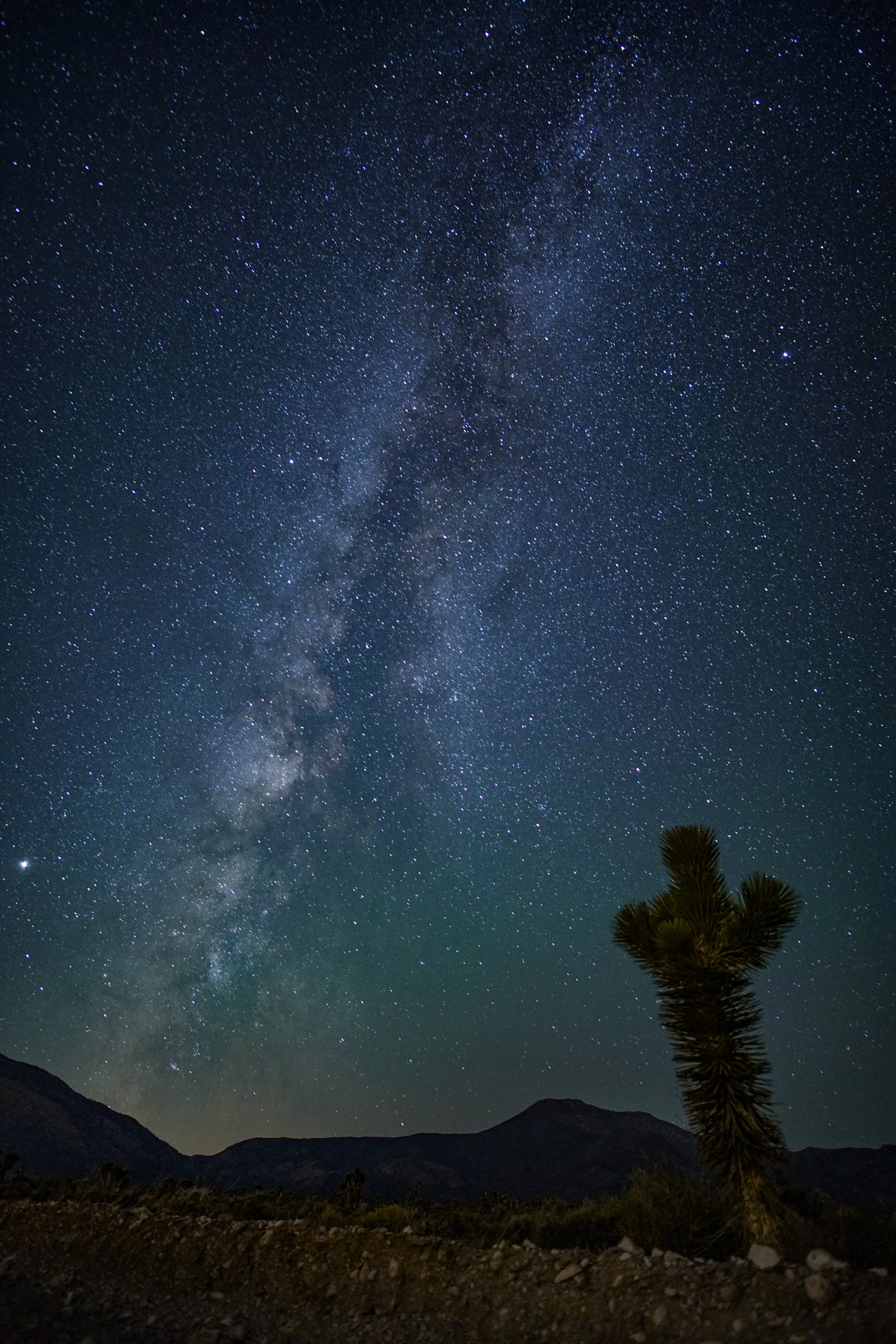 A single Joshua tree beneath a vertical Milky Way
