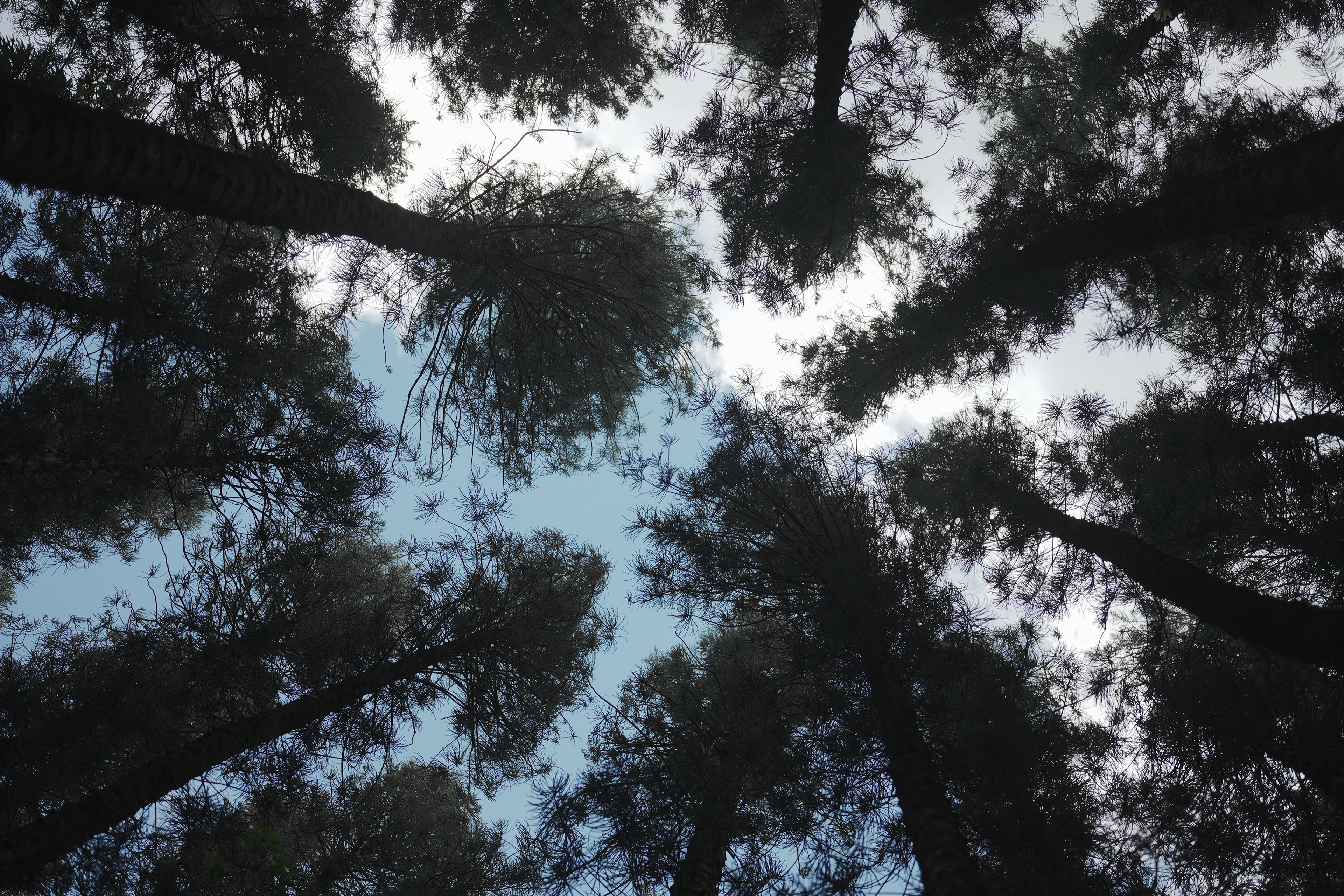 Tall trees encircling an opening of blue sky