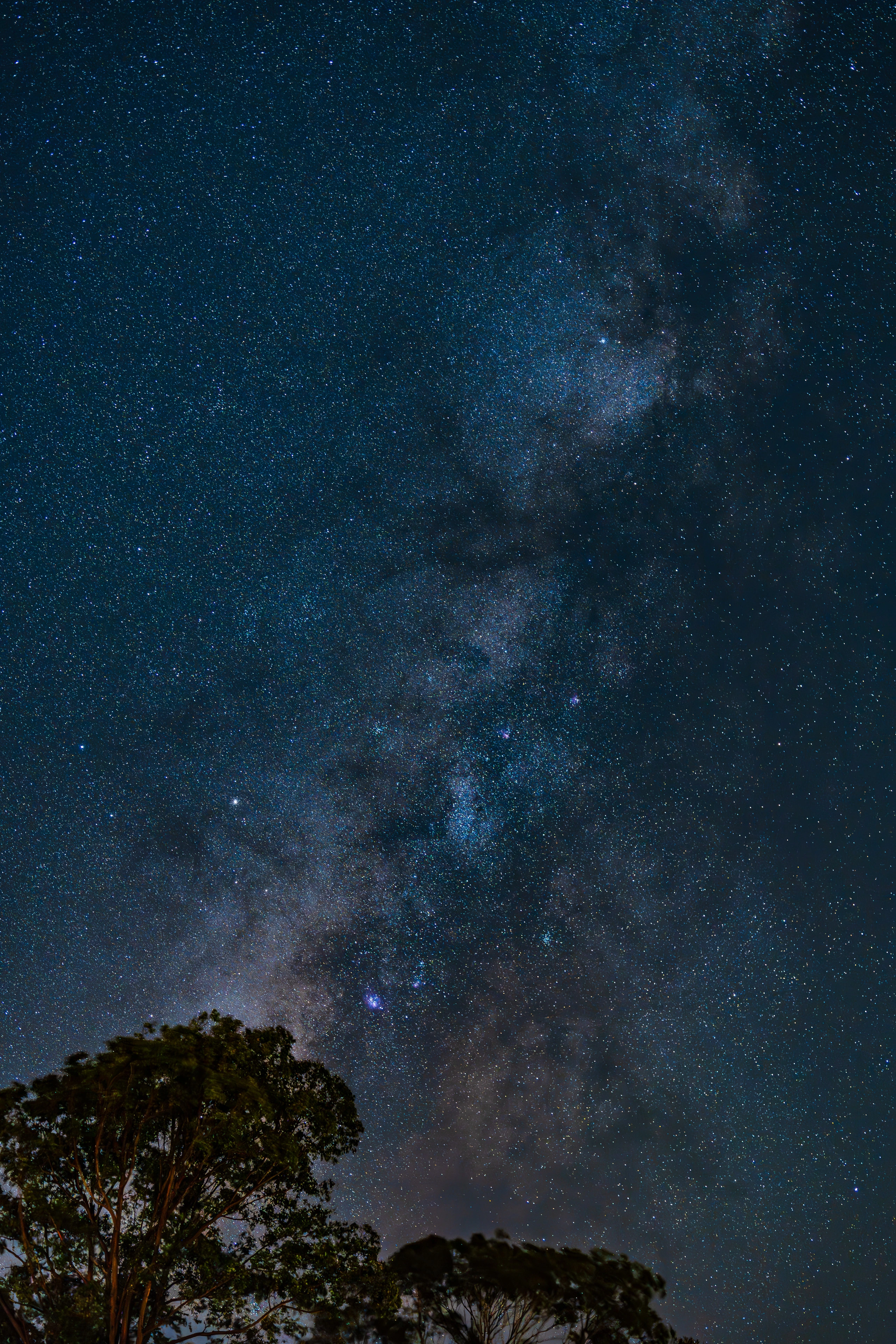 A vertical Milky Way above treetops in Princeville