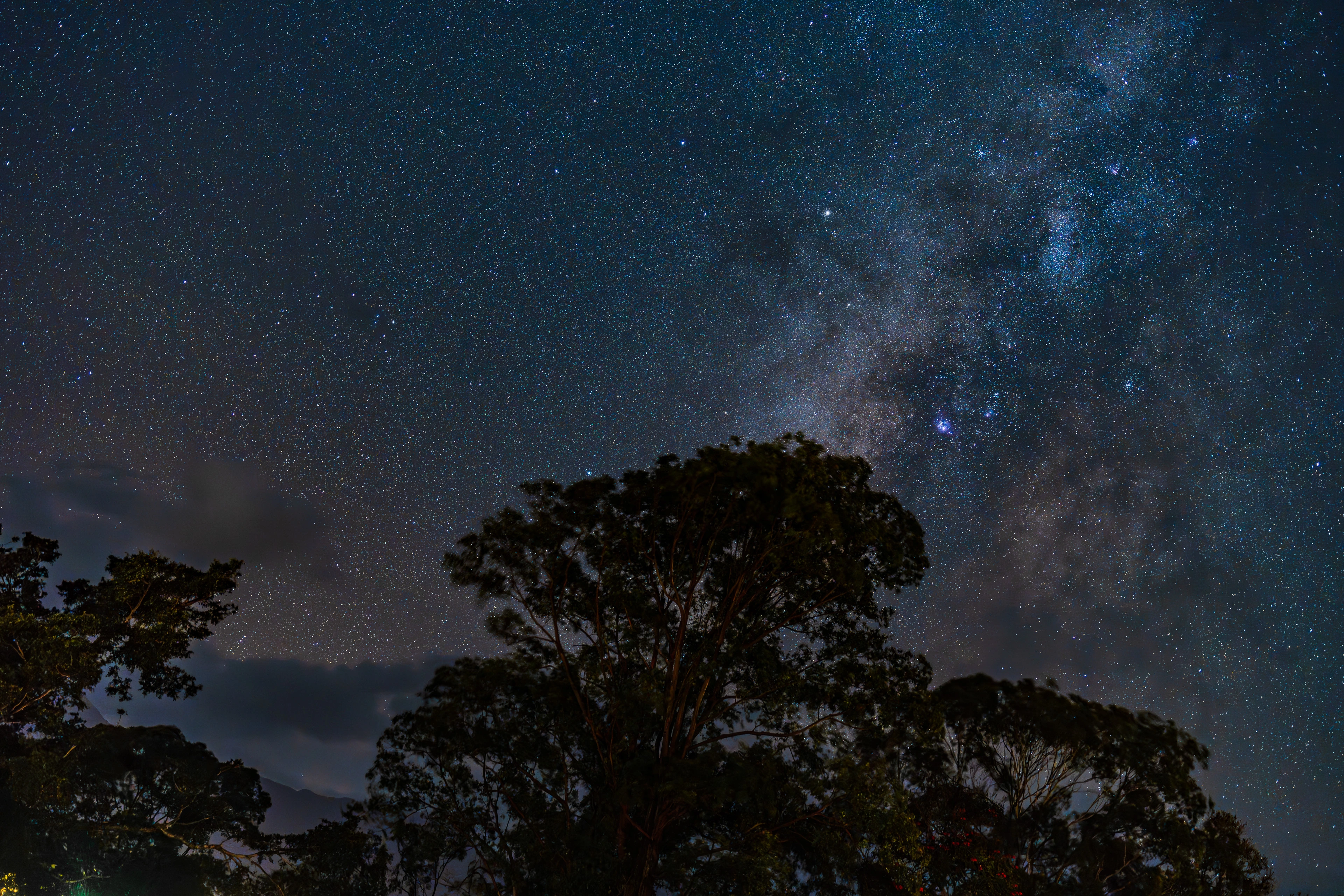 The Milky Way rising above a broad tree canopy in Princeville