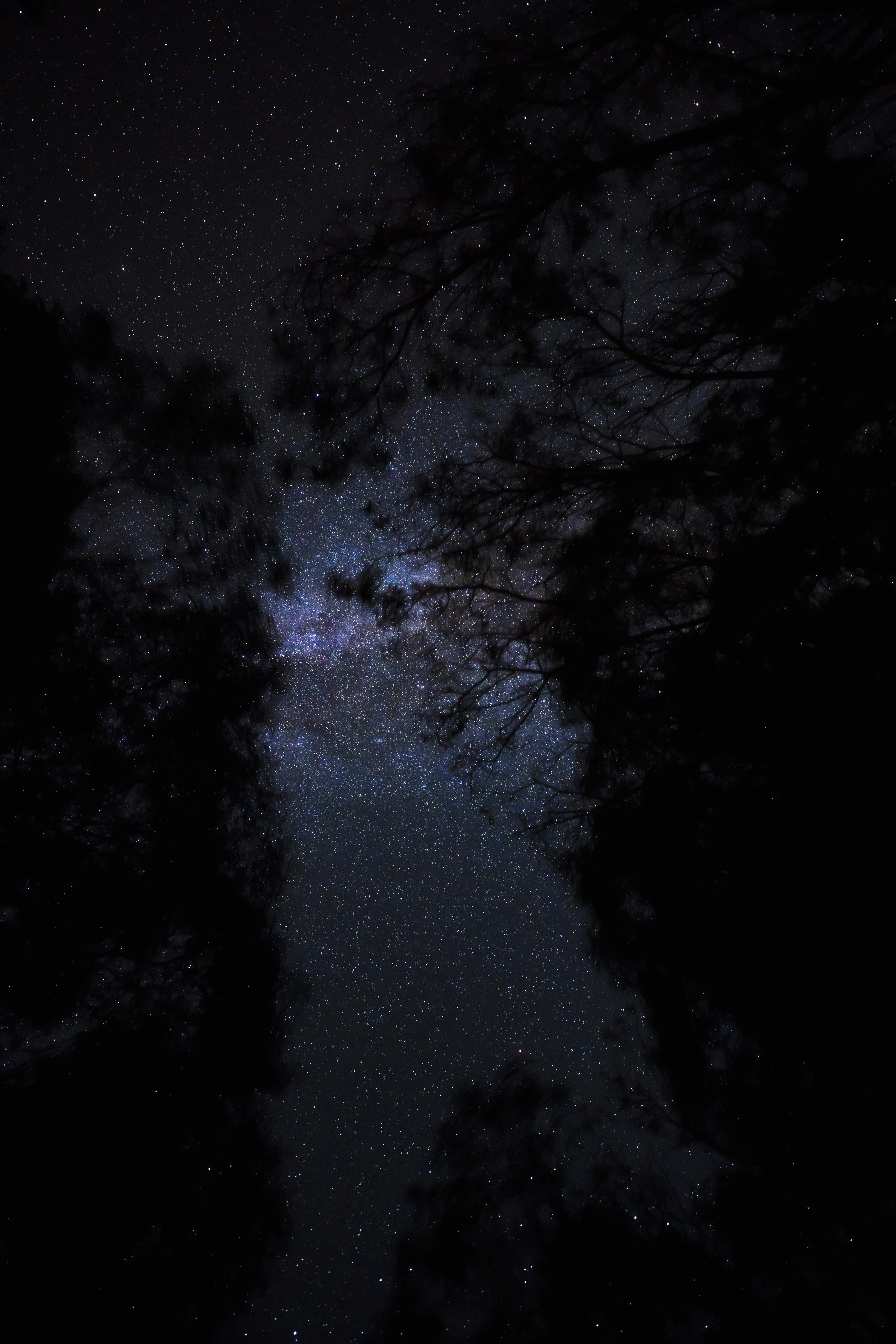 The Milky Way seen through interlaced branches at Waimea Canyon