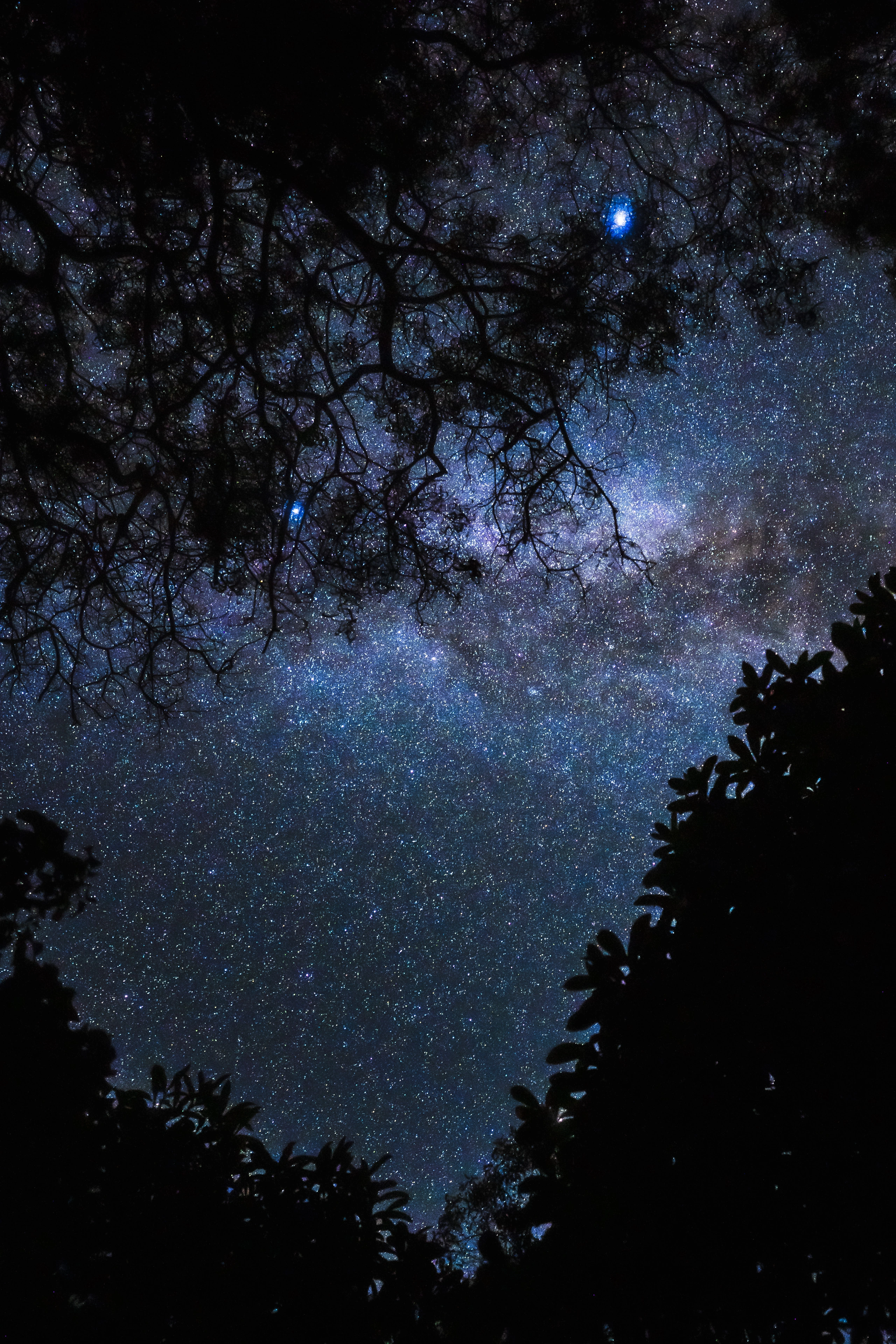 A dense Milky Way star field framed closely by branches at Waimea Canyon