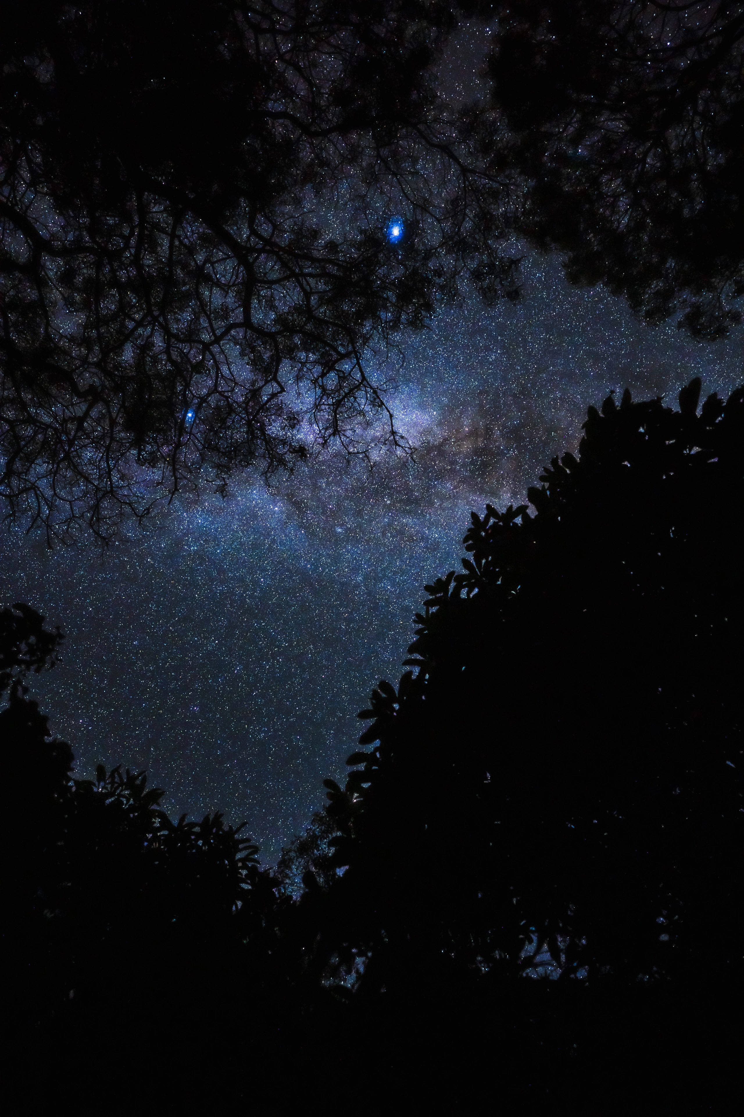 A blue-white star and the Milky Way seen through a canopy opening at Waimea Canyon