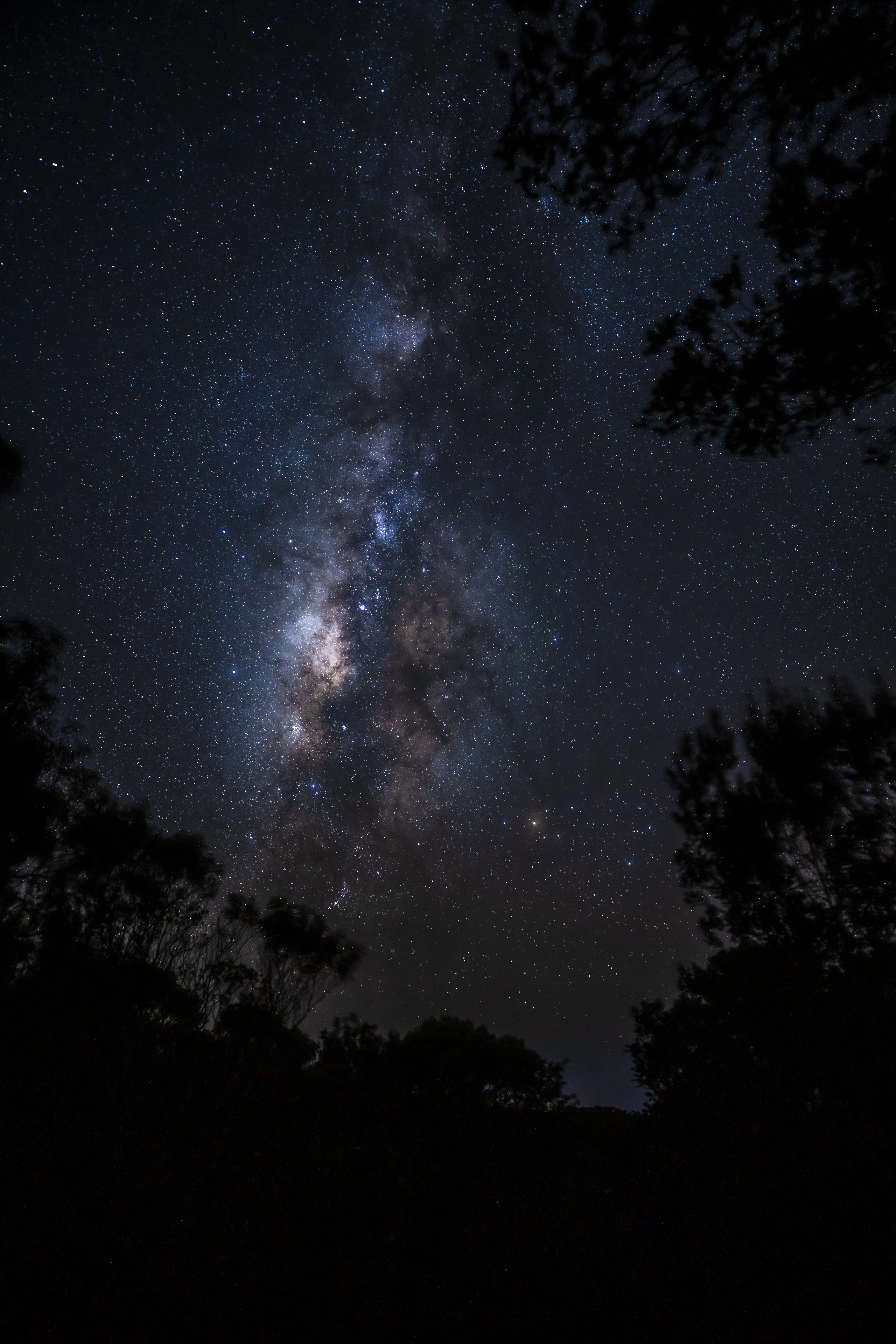 The Milky Way core rising vertically between trees at Waimea Canyon