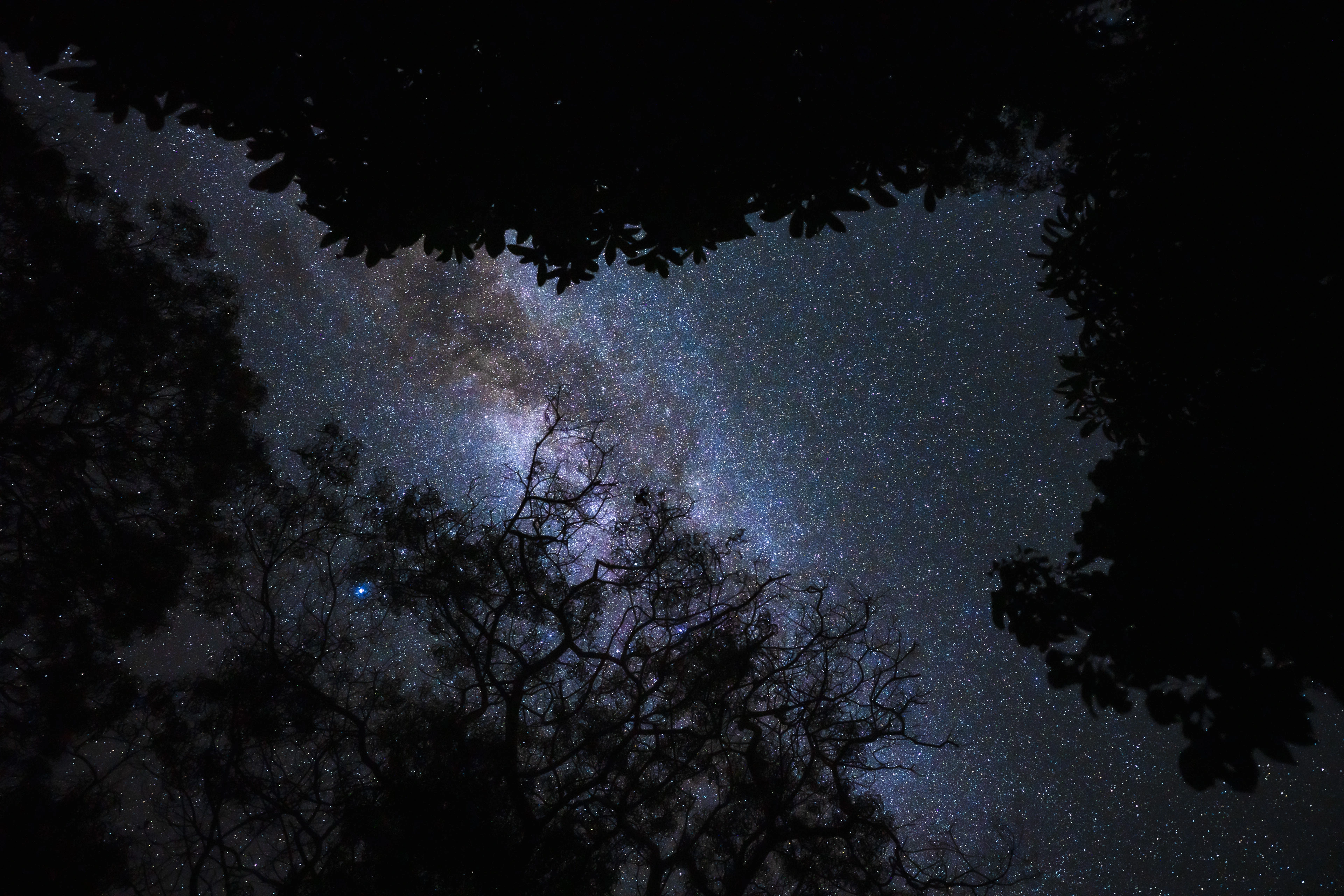 The Milky Way framed by a dark forest canopy at Waimea Canyon