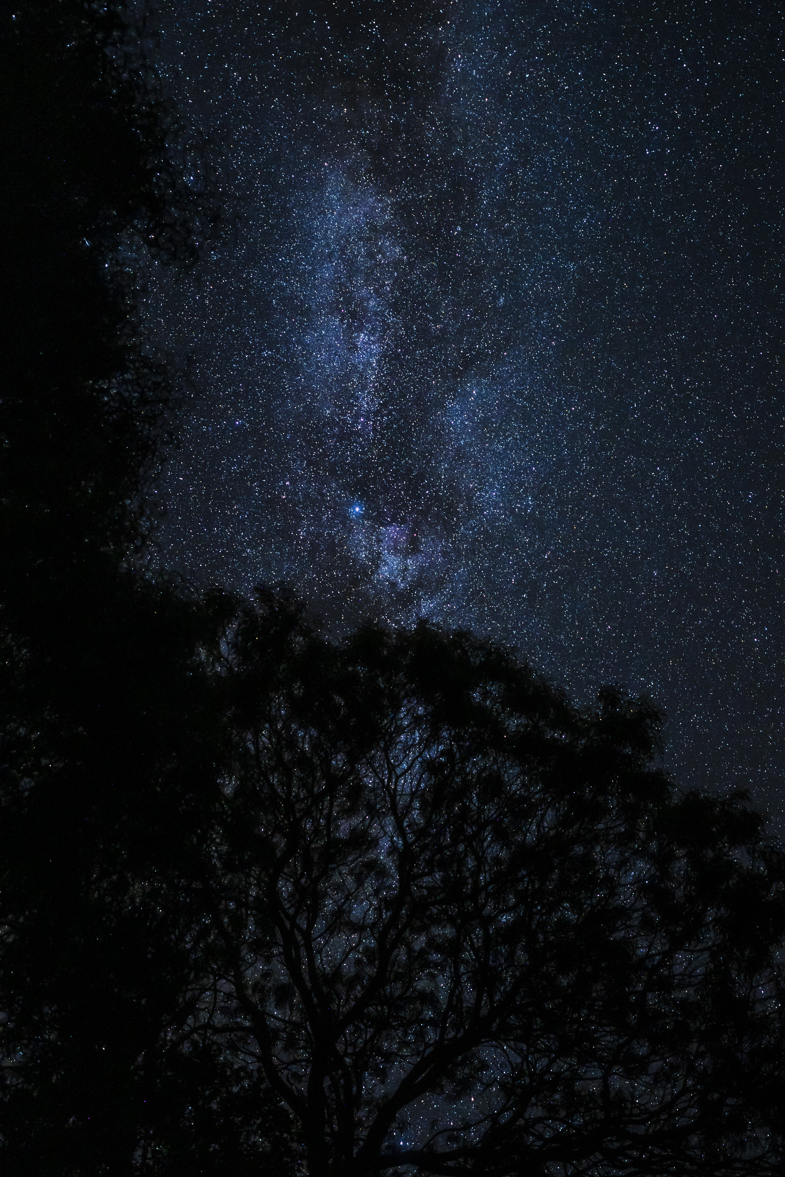 A dark tree line reaching into a dense star field at Waimea Canyon